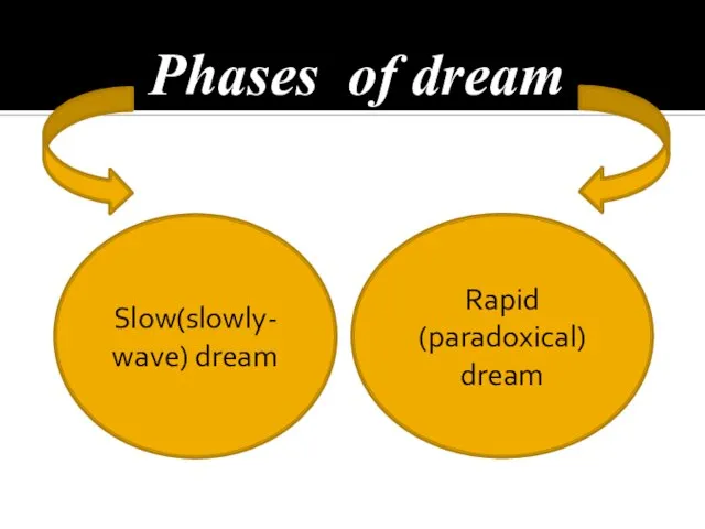 Phases of dream Slow(slowly-wave) dream Rapid (paradoxical) dream