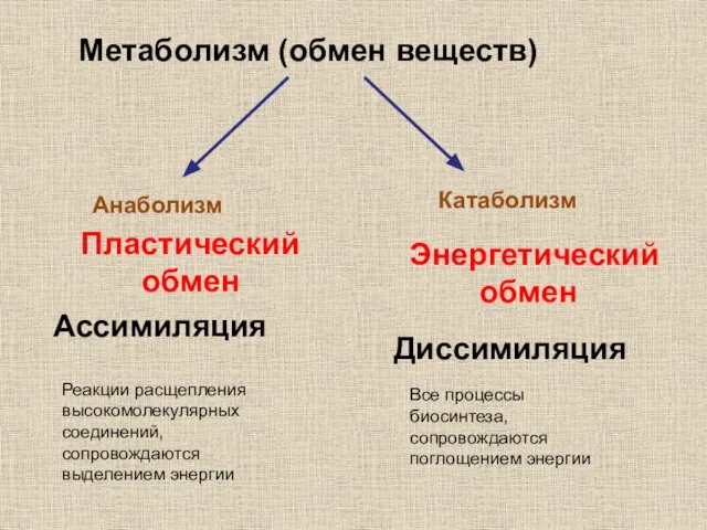 Метаболизм (обмен веществ) Анаболизм Пластический обмен Ассимиляция Реакции расщепления высокомолекулярных соединений, сопровождаются