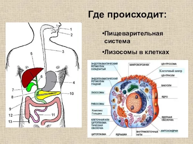 . Где происходит: Пищеварительная система Лизосомы в клетках