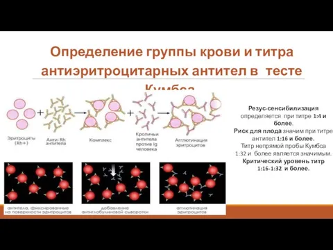 Определение группы крови и титра антиэритроцитарных антител в тесте Кумбса. Резус-сенсибилизация определяется