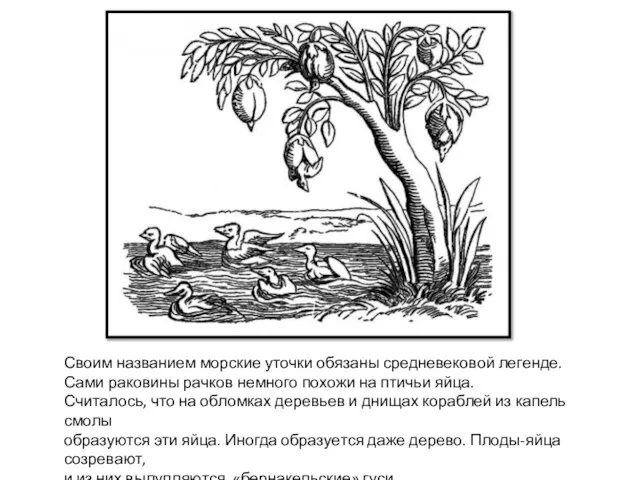 Своим названием морские уточки обязаны средневековой легенде. Сами раковины рачков немного похожи