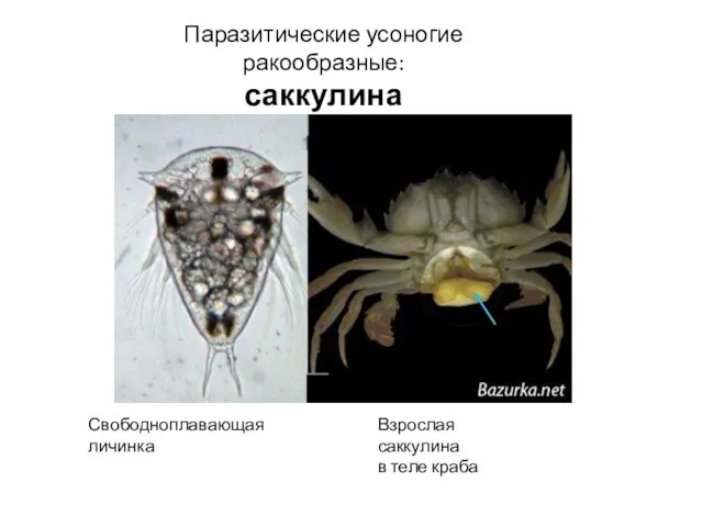 Паразитические усоногие ракообразные: саккулина Свободноплавающая личинка Взрослая саккулина в теле краба