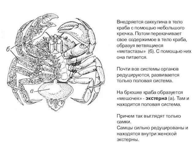 Внедряется саккулина в тело краба с помощью небольшого крючка. Потом перекачивает свое