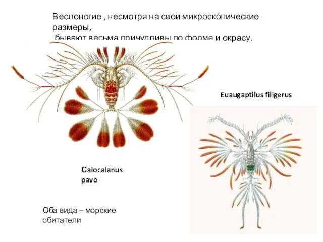 Веслоногие , несмотря на свои микроскопические размеры, бывают весьма причудливы по форме