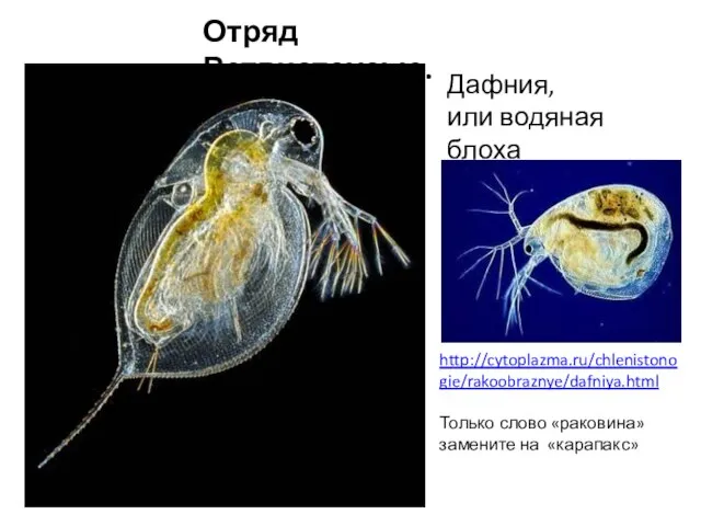 Отряд Ветвистоусые. Дафния, или водяная блоха http://cytoplazma.ru/chlenistonogie/rakoobraznye/dafniya.html Только слово «раковина» замените на «карапакс»