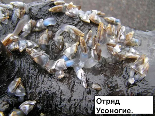 Отряд Усоногие. Морские уточки