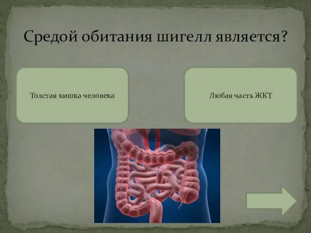 Средой обитания шигелл является? Толстая кишка человека Любая часть ЖКТ