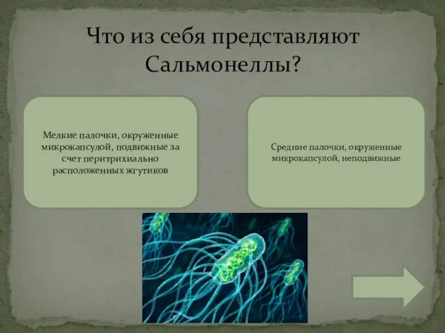 Что из себя представляют Сальмонеллы? Мелкие палочки, окруженные микрокапсулой, подвижные за счет