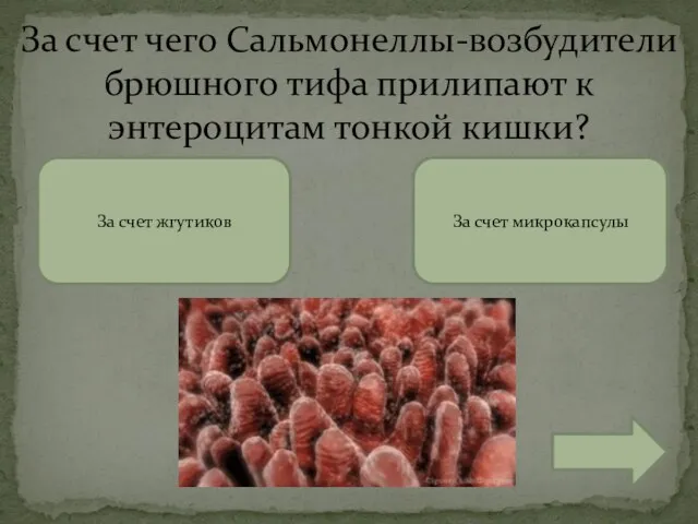 За счет чего Сальмонеллы-возбудители брюшного тифа прилипают к энтероцитам тонкой кишки? За