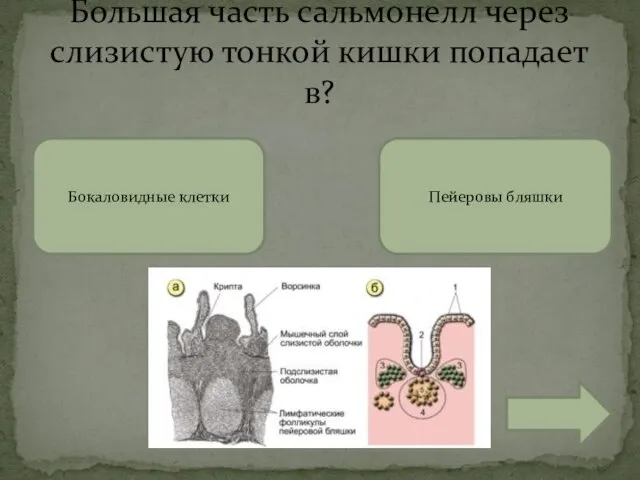 Большая часть сальмонелл через слизистую тонкой кишки попадает в? Бокаловидные клетки Пейеровы бляшки