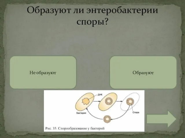 Образуют ли энтеробактерии споры? Не образуют Образуют