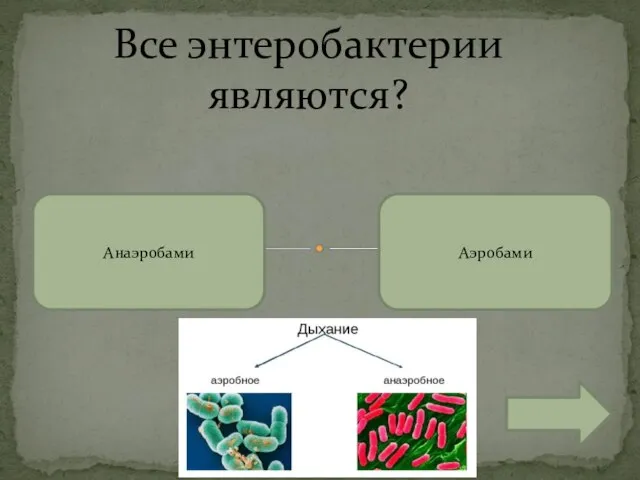 Все энтеробактерии являются? Анаэробами Аэробами