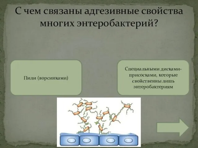 С чем связаны адгезивные свойства многих энтеробактерий? Пили (ворсинками) Специальными дисками-присосками, которые свойственны лишь энтеробактериям