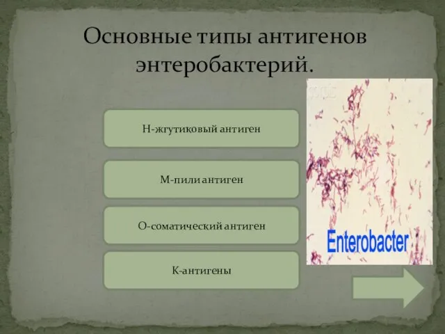 Основные типы антигенов энтеробактерий. H-жгутиковый антиген O-соматический антиген M-пили антиген K-антигены