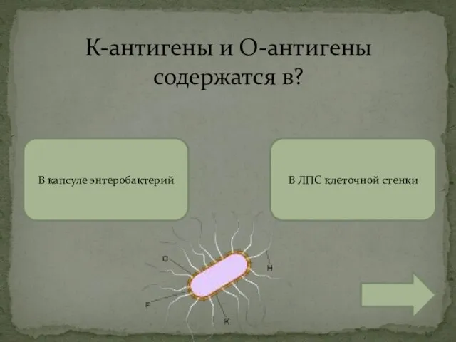 К-антигены и О-антигены содержатся в? В капсуле энтеробактерий В ЛПС клеточной стенки