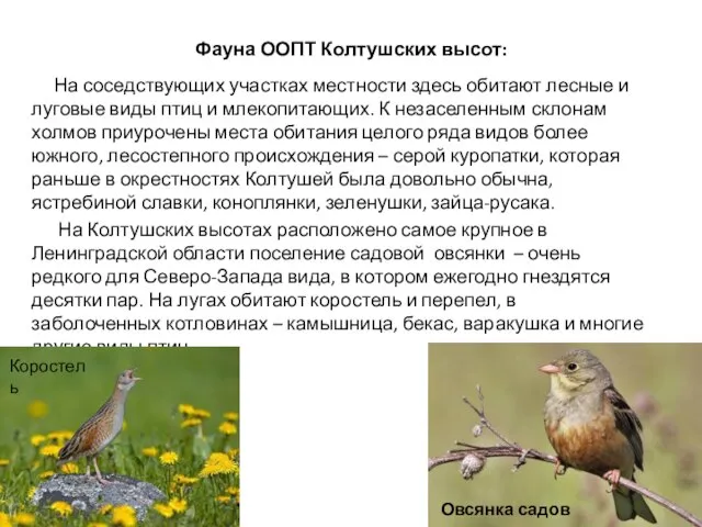 Фауна ООПТ Колтушских высот: На соседствующих участках местности здесь обитают лесные и