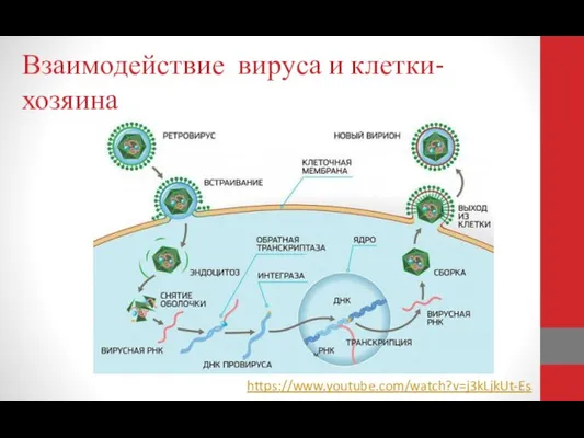 Взаимодействие вируса и клетки- хозяина Eruvanda https://www.youtube.com/watch?v=j3kLjkUt-Es