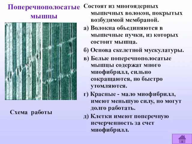 Поперечнополосатые мышцы Состоят из многоядерных мышечных волокон, покрытых возбудимой мембраной. а) Волокна