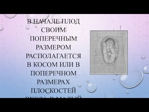 В НАЧАЛЕ ПЛОД СВОИМ ПОПЕРЕЧНЫМ РАЗМЕРОМ РАСПОЛАГАЕТСЯ В КОСОМ ИЛИ В ПОПЕРЕЧНОМ