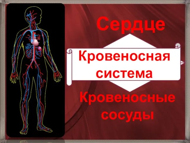 Сердце Кровеносные сосуды Кровеносная система