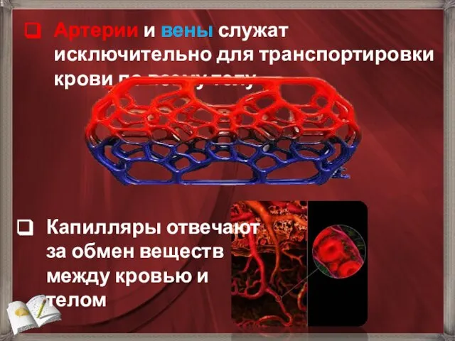 Артерии и вены служат исключительно для транспортировки крови по всему телу Капилляры