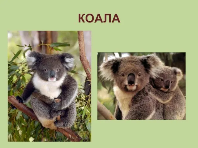 КОАЛА