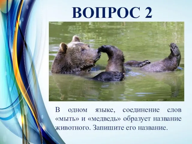 ВОПРОС 2 В одном языке, соединение слов «мыть» и «медведь» образует название животного. Запишите его название.