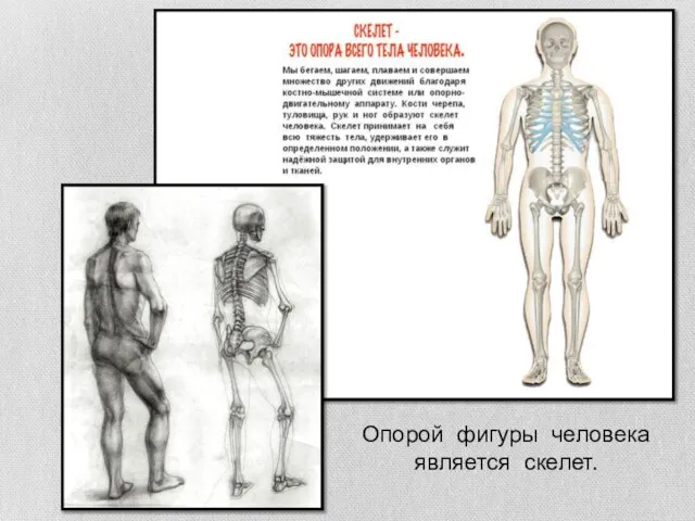 Опорой фигуры человека является скелет.