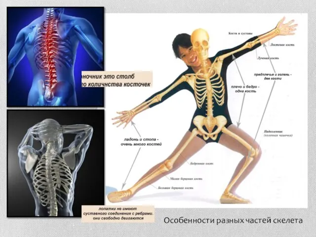 Особенности разных частей скелета