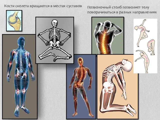 Кости скелета вращаются в местах суставов Позвоночный столб позволяет телу поворачиваться в разных направлениях