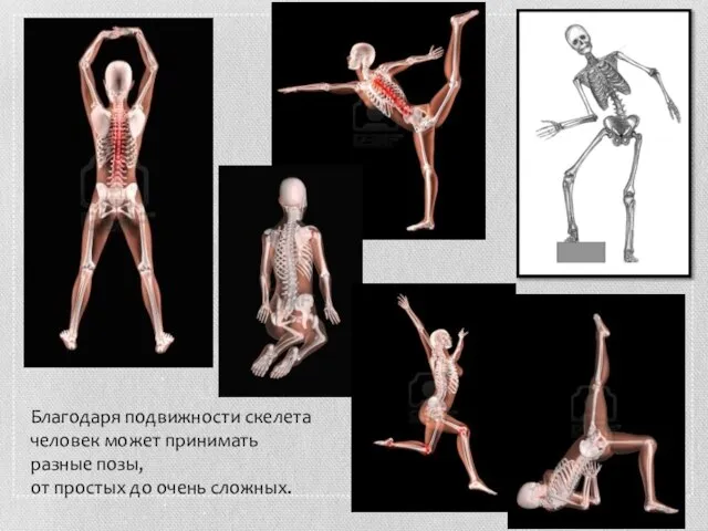 Благодаря подвижности скелета человек может принимать разные позы, от простых до очень сложных.