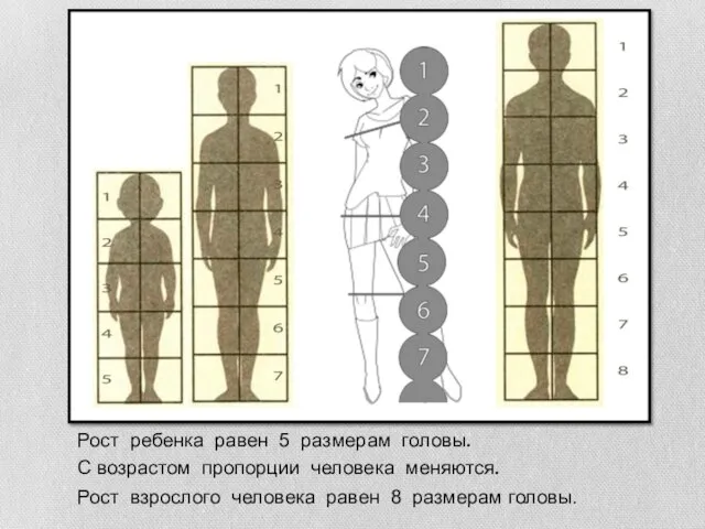 Рост ребенка равен 5 размерам головы. Рост взрослого человека равен 8 размерам