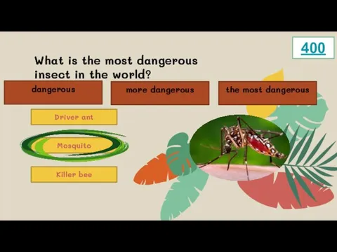 What is the most dangerous insect in the world? Driver ant Mosquito