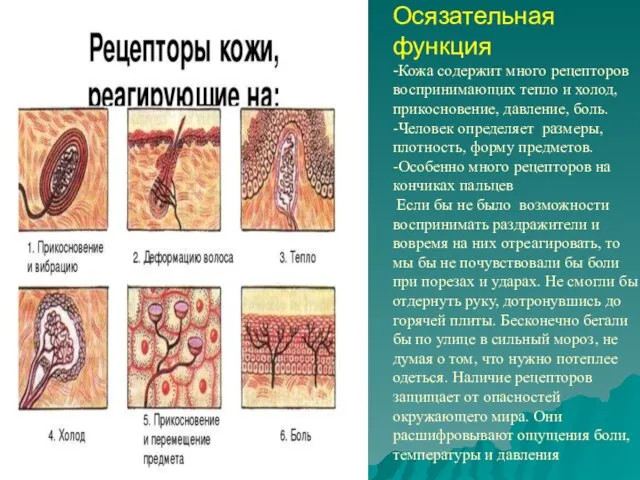 Осязательная функция -Кожа содержит много рецепторов воспринимающих тепло и холод, прикосновение, давление,