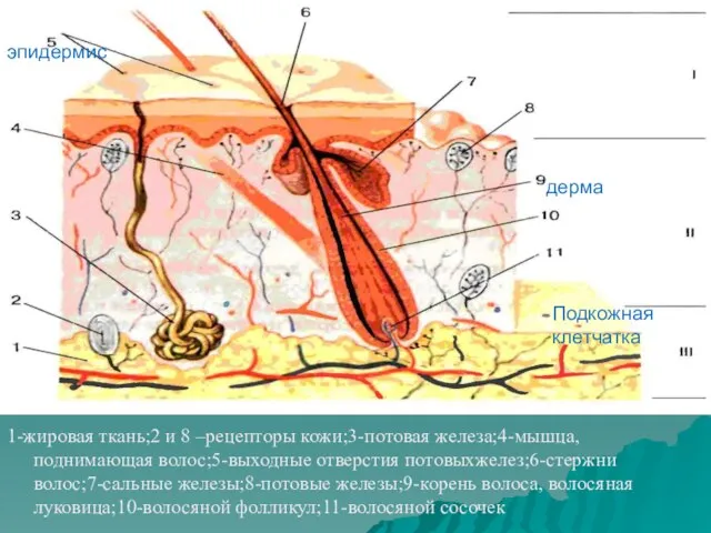 1-жировая ткань;2 и 8 –рецепторы кожи;3-потовая железа;4-мышца,поднимающая волос;5-выходные отверстия потовыхжелез;6-стержни волос;7-сальные железы;8-потовые