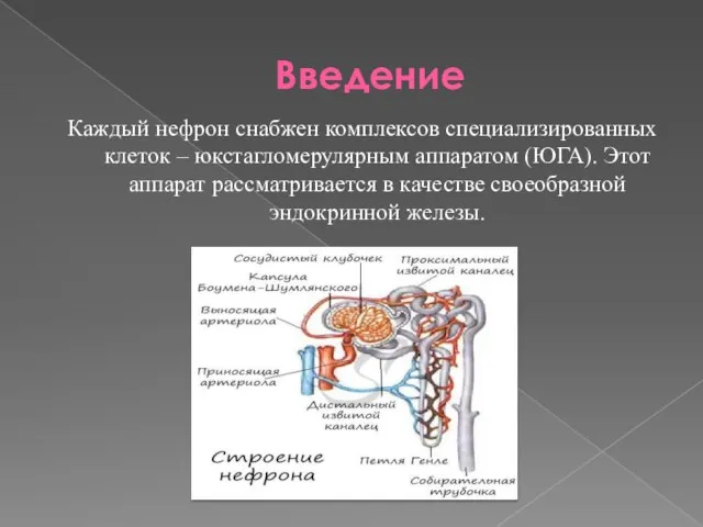 Введение Каждый нефрон снабжен комплексов специализированных клеток – юкстагломерулярным аппаратом (ЮГА). Этот