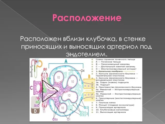 Расположение Расположен вблизи клубочка, в стенке приносящих и выносящих артериол под эндотелием.