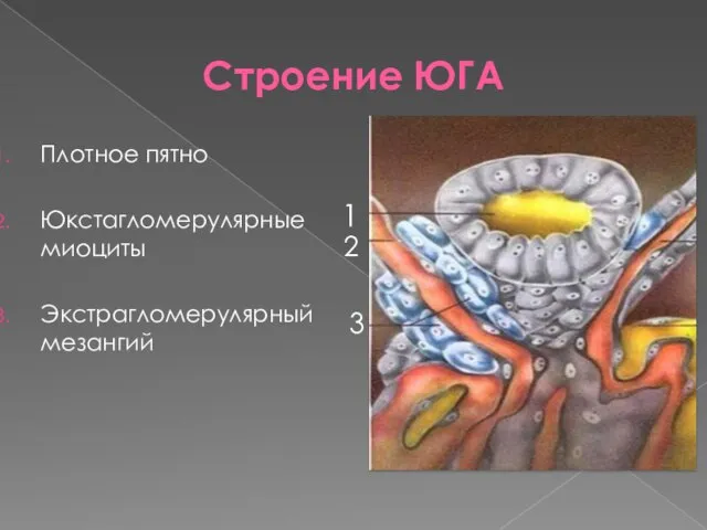 Строение ЮГА Плотное пятно Юкстагломерулярные миоциты Экстрагломерулярный мезангий 1 2 3