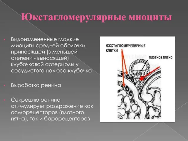 Юкстагломерулярные миоциты Видоизмененные гладкие миоциты средней оболочки приносящей (в меньшей степени -