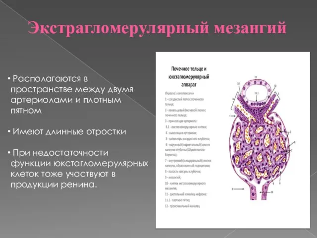 Экстрагломерулярный мезангий Располагаются в пространстве между двумя артериолами и плотным пятном Имеют