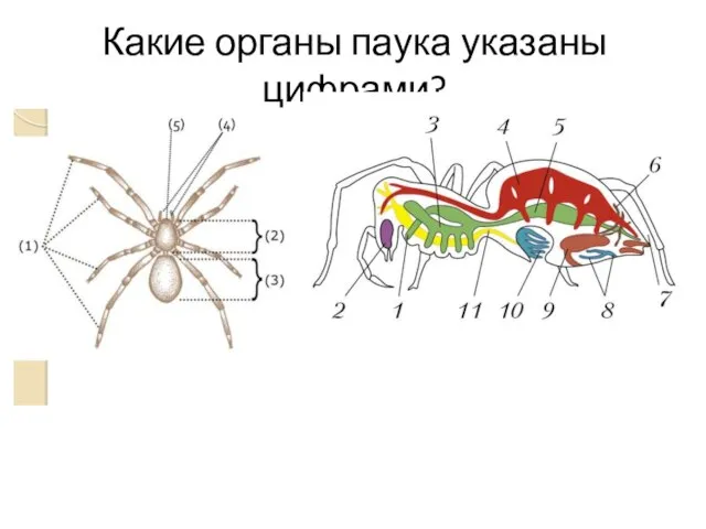 Какие органы паука указаны цифрами?