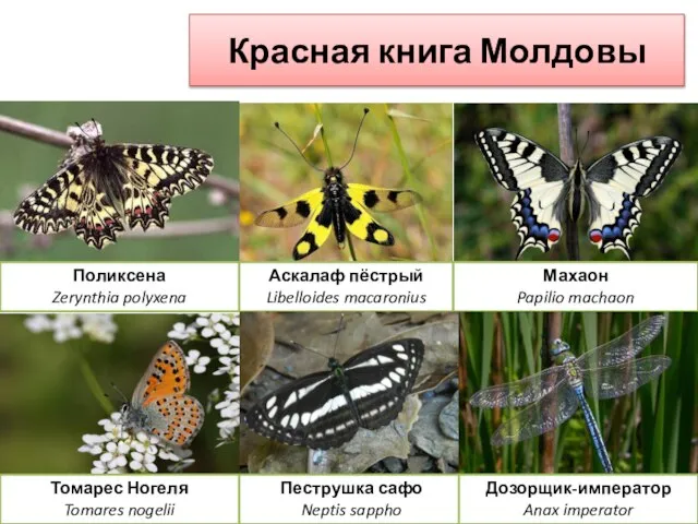 Аскалаф пёстрый Libelloides macaronius Махаон Papilio machaon Пеструшка сафо Neptis sappho Томарес