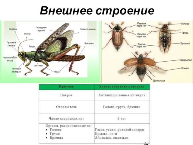 Внешнее строение