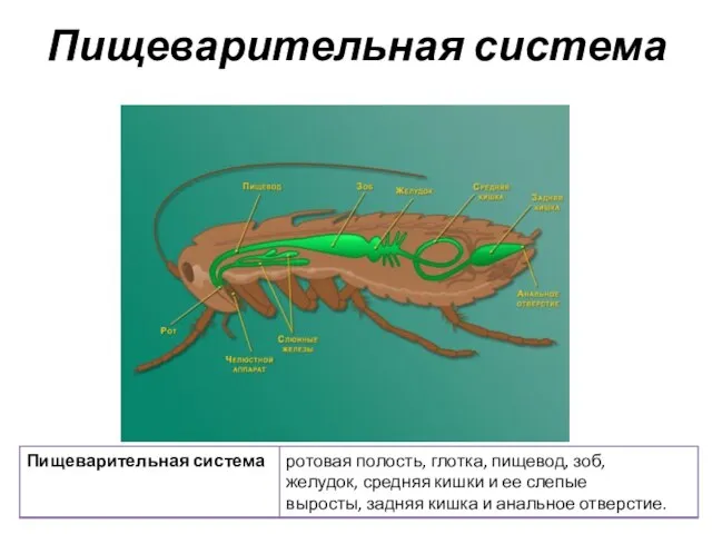 Пищеварительная система