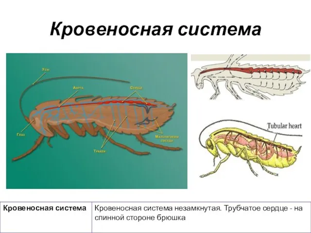 Кровеносная система