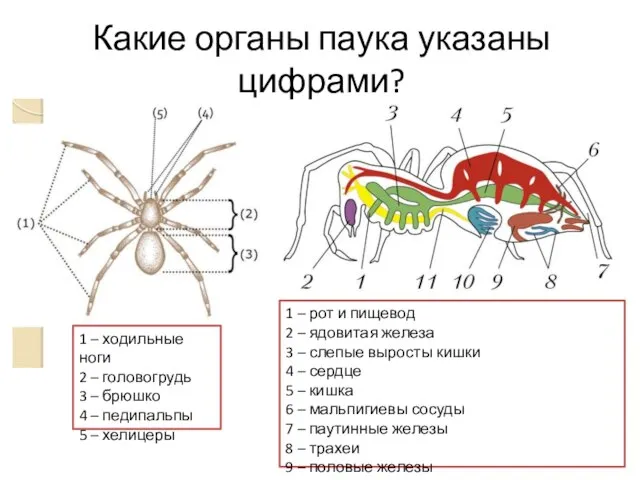 1 – ходильные ноги 2 – головогрудь 3 – брюшко 4 –