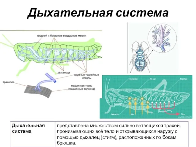 Дыхательная система