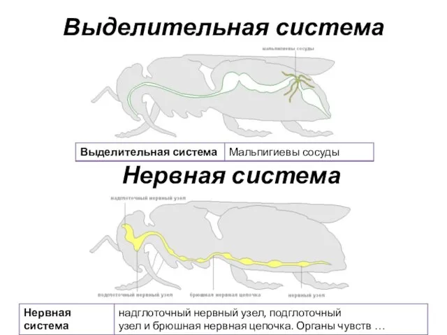 Выделительная система Нервная система