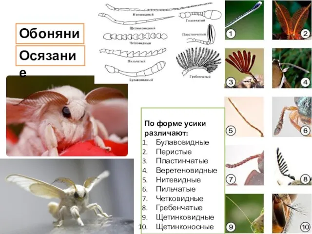 Обоняние По форме усики различают: Булавовидные Перистые Пластинчатые Веретеновидные Нитевидные Пильчатые Четковидные Гребенчатые Щетинковидные Щетинконосные Осязание