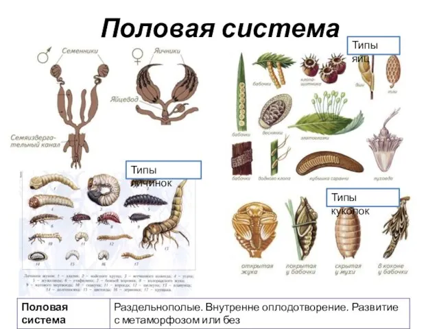 Половая система Типы яиц Типы личинок Типы куколок